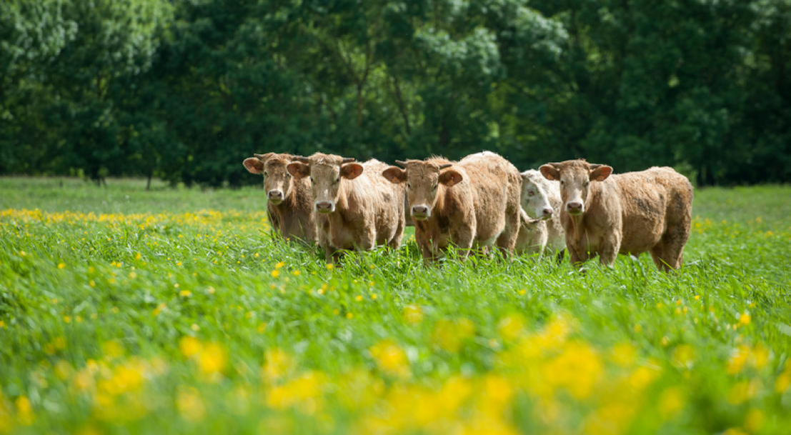 14154 085 vaches prairie fleurs